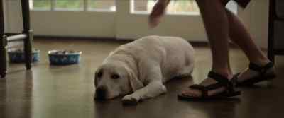 Hey, boy,
you wanna go for a run? - Dog Gone