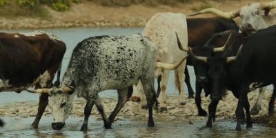 Hey, cow. Hey, cow. - 1883