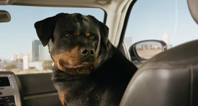Hey you do remember I bite right - Show Dogs