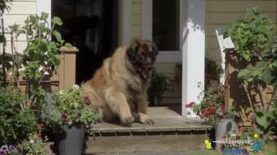 Hey, Dooley, - At Home in Mitford