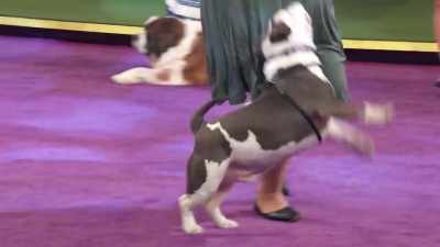 Hey!
...from Jacksonville, Florida, - 2022 American Rescue Dog Show