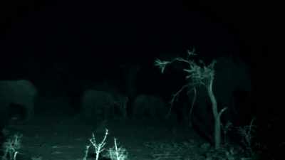 HEY, GENTS, WE'RE GETTING
SURROUNDED BY ELEPHANTS. - Expedition Mungo