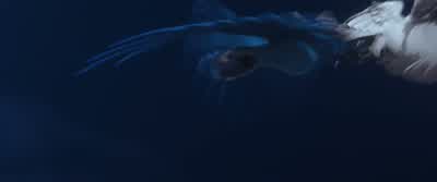 Hey Get back hereAin't nobody messing with a friend of Pedro l ain't having itlt's onDid you see the talons on that guyTalonsMaybe it's on next timeHelp Help Little help - Rio