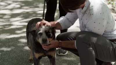 Hey, girl. - The Dog Lover's Guide to Dating