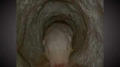 Hey...
he's a naked mole-rat, okay? - Absurd Planet