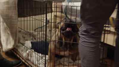 Hey. Hey. Come on. - Cesar Millan: Better Human, Better Dog