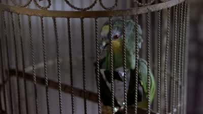 Hey there little guy How you doingFuck off four eyesI beg your pardonI said Fuck off four eyesOh I ought to kick your assHey Hey HeyRelax son It's just a birdHello birdie Polly want a crackerPolly wants your mama's sweet assWhat did Polly say to meI said - Scary Movie 2