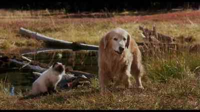 Hey hey scram Get your own fish - Homeward Bound: The Incredible Journey