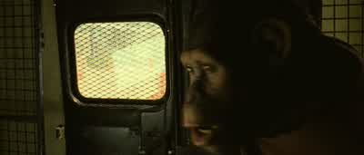 Hey, hey, take that thing off of him! - Rise of the Planet of the Apes
