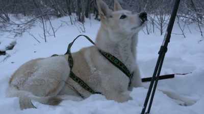 Hey. How you doing, buddy? - Life Below Zero: Next Generation