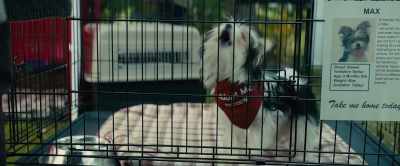 -Hey! I already belong to somebody.
-[gasps] - A Dog's Journey