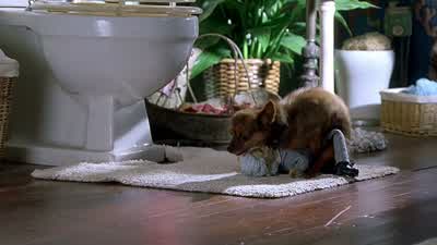 Hey. I got an idea. - Meet the Fockers
