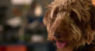 Hey. If you land in juvie, - Think Like a Dog