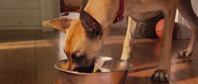 Hey this is my step bro Carlos by the way - Marmaduke