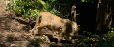 Hey, it's okay. - The Wolf and the Lion