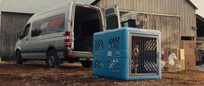 Hey let me out of here - Marmaduke