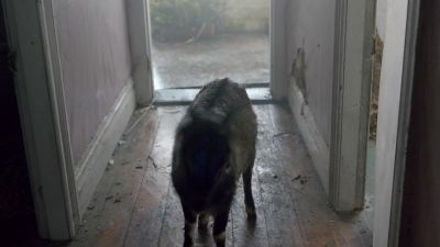 Hey, little guy. - Ash vs Evil Dead