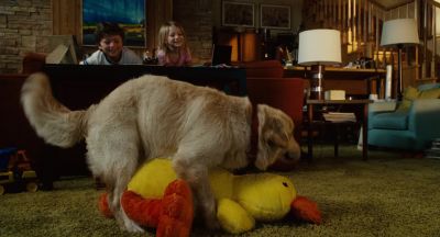 Hey look at Sundance wrestle his duck - Click