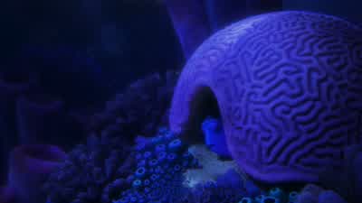 Hey, Marlin? - Finding Dory