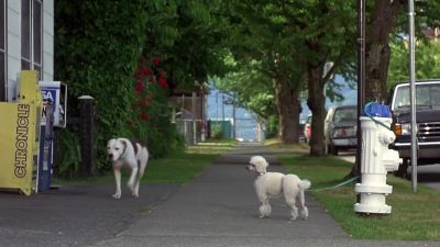Hey nice buzz cuz Get in a fight with a lawn mower - Homeward Bound II: Lost in San Francisco