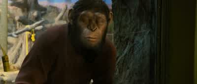 Hey, over here! - Rise of the Planet of the Apes