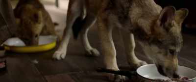 Hey. - The Wolf and the Lion