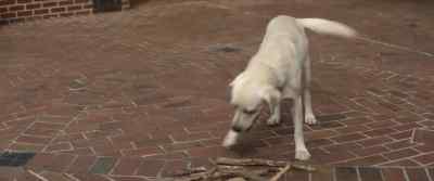 Hey. - Dog Gone