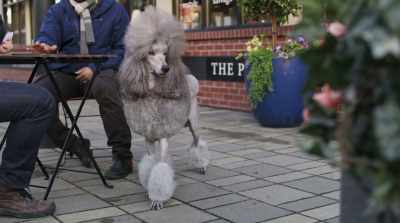 Hey, shampoodle, leash it up.
Hey, buddy, where's that collar? - Cats & Dogs 3: Paws Unite