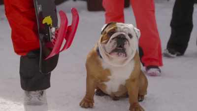 Hey, Shaun,
not for nothing. - Powder Pup
