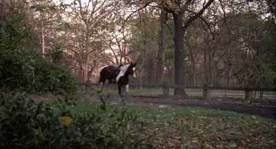 Hey! Stop that horse! - Hair