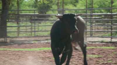 Hey, this sucker is ready
to be a bucking bull. - How to Be a Cowboy