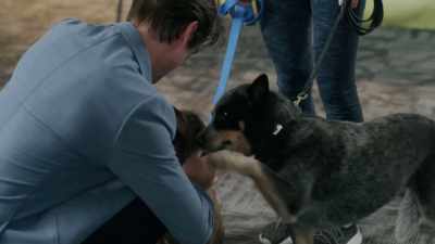 Hey, thanks for coming, huh? - The Dog Lover's Guide to Dating