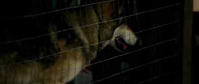 Hey, is that a wolf? - Contraband