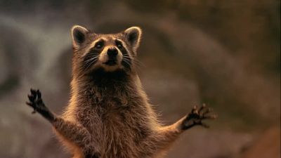 Hey the beaver offers you a fish you take the fish - Dr  Dolittle 2