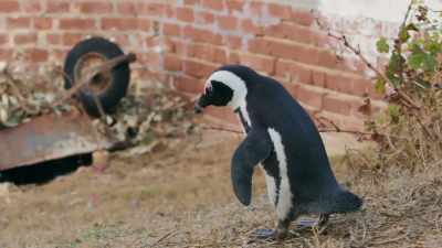 Hey! What about that thing? - Penguin Town