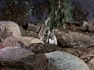 "Hey, who's rocking the rock?" - The Living Desert