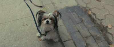 Hey, why don't you put
that fancy cat down and pick me up? - A Dog's Journey