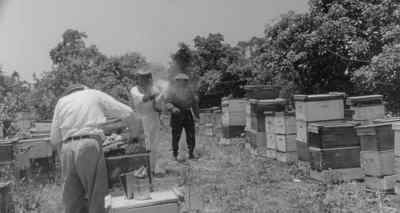 Hey you! - The Wasp Woman