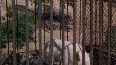 Hi, handsome.
Look what I got for you. - White Dog