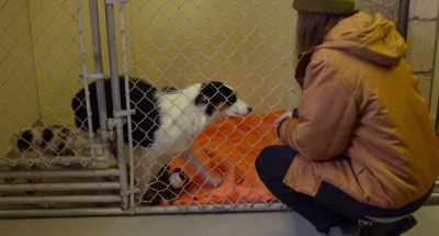 Hi! Hi, puppy. - Spinster