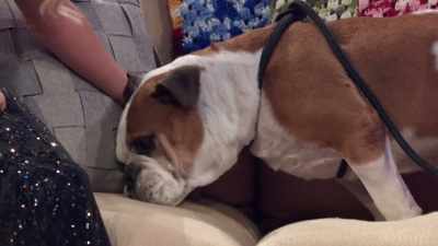 Hi, honey!
Are you having a rough day? - 2022 American Rescue Dog Show