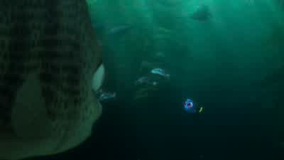 Hi, I'm Dory. - Finding Dory
