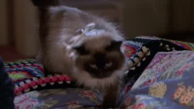 Hi, Jinx… That's a ring. - Meet the Parents