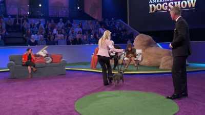 - Hi, Saber.
- As our celebrity judges - 2022 American Rescue Dog Show