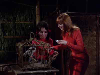 Hi, tweety-pie. - Gilligan's Island
