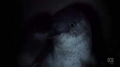 Hidden among the rocks, - David Attenborough's Tasmania