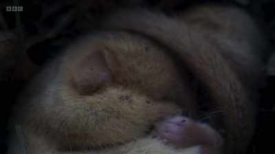 Hidden away, a tiny dormouse is
hibernating. - Wild Isles