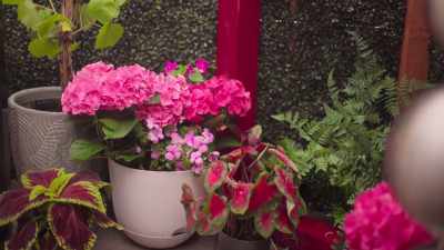 Hidden behind walls of lush greenery, - How To Build a Sex Room