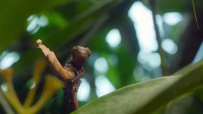 Hidden in his mouth
is a secret weapon. - The Secret Lives of Animals