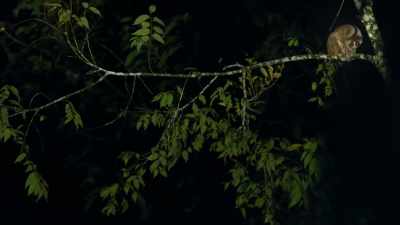 Hidden in the trees
on Leuser's southern border - Our Great National Parks